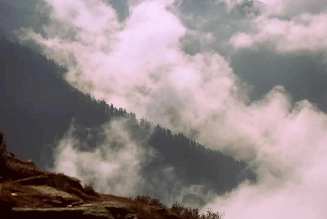 green trees under white clouds